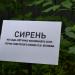 Куст сирени в городе Калуга