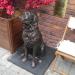 Скульптура пса в городе Калуга