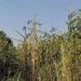 Опора ЛЭП (ru) in Donetsk city