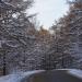 Санаторная аллея в городе Москва