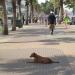 Pattaya Sai Nueng or Pattaya Beach Road in Pattaya City city