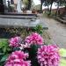 Aleja Pod Temlerem (pl) in Warsaw city