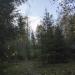 Экологическая тропа в городе Вырица