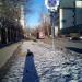 Сосновая аллея в городе Москва