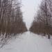 Лыжня на  Шайму в городе Череповец