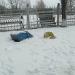 Партизанская ул. в городе Алейск