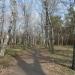 Берёзовая аллея в городе Славянск
