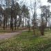 Берёзовая аллея в городе Славянск