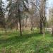 Берёзовая аллея в городе Славянск