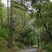 Historic Columbia River Highway