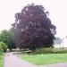Bruul in Ronse city