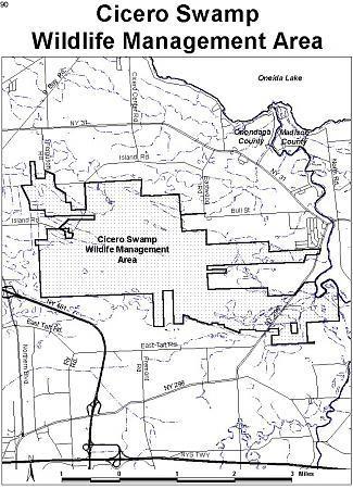 Cicero Swamp Wildlife Management - 23 Big