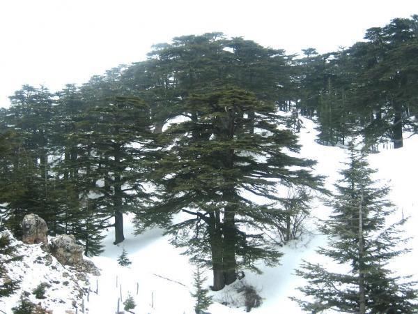 The Cedars/Al Arz Ski Domain