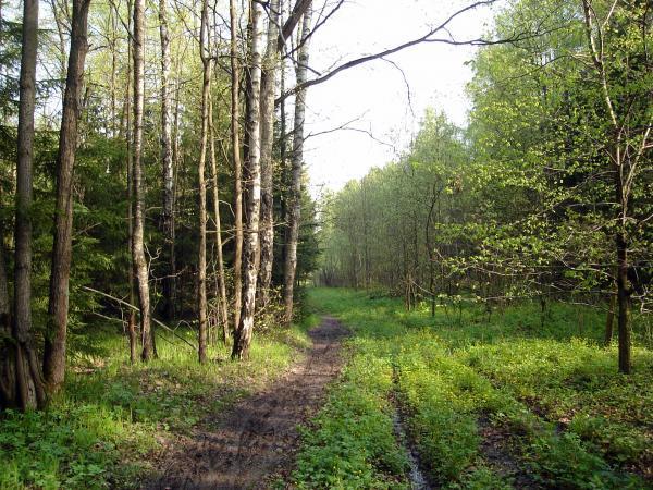 Просека В Лесу Фото