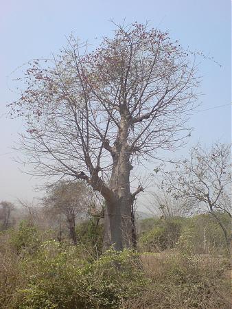 Baobab Tree - Patnoli