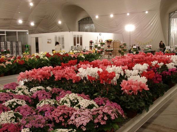 Совхоз Московский Цветы Купить Оптом