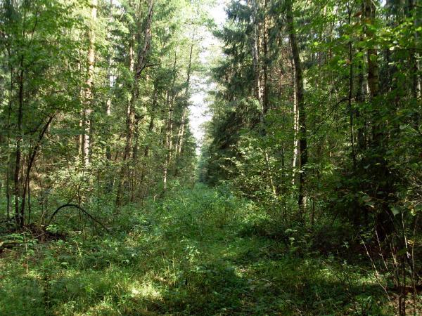 Просека В Лесу Фото