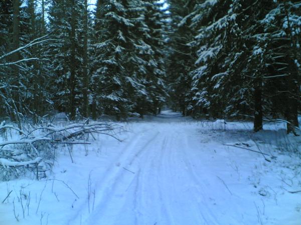 фоллаут атомные коты.