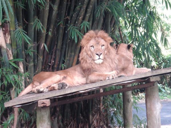 Taman Safari Indonesia