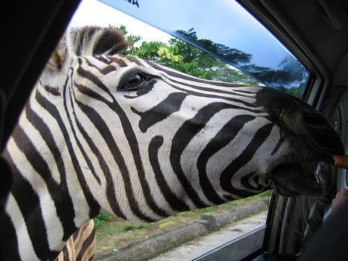 Taman Safari Indonesia