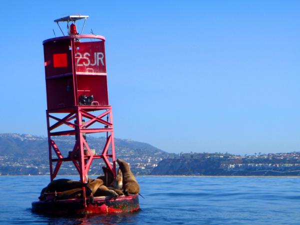 Seal Buoy