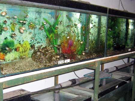 Jual Ikan Hias Gresik