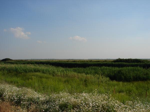 Бакланники