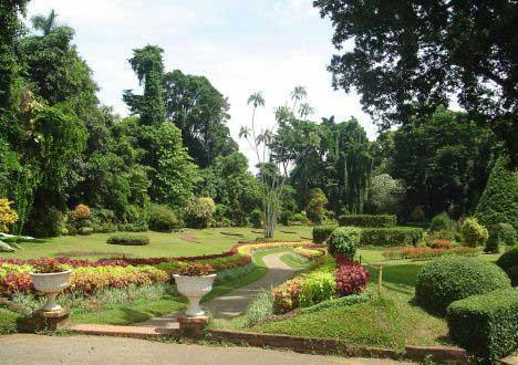 Royal Botanical Gardens, Peradeniya.