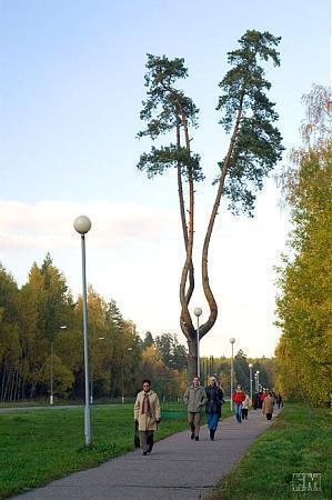 Достопримечательности черноголовки московской области фото