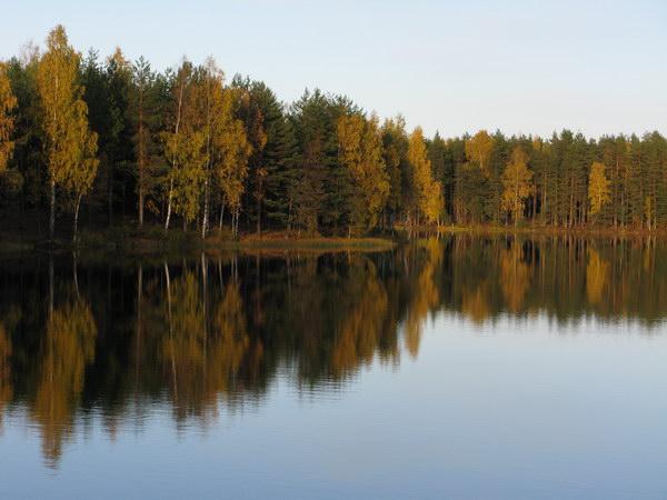 Озеро комонь. Озеро Комонь Ленинградская область. Коман озеро озеро Комонь. Озеро Комонь картинки. Озеро Комонь пляж отзывы.