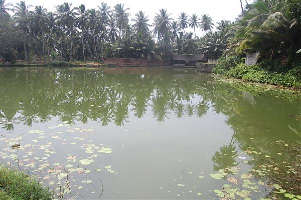 Maaranparambu kulam, Nadutheri