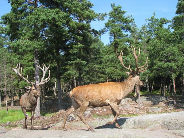 Zoo (park), Eckerö, Åland