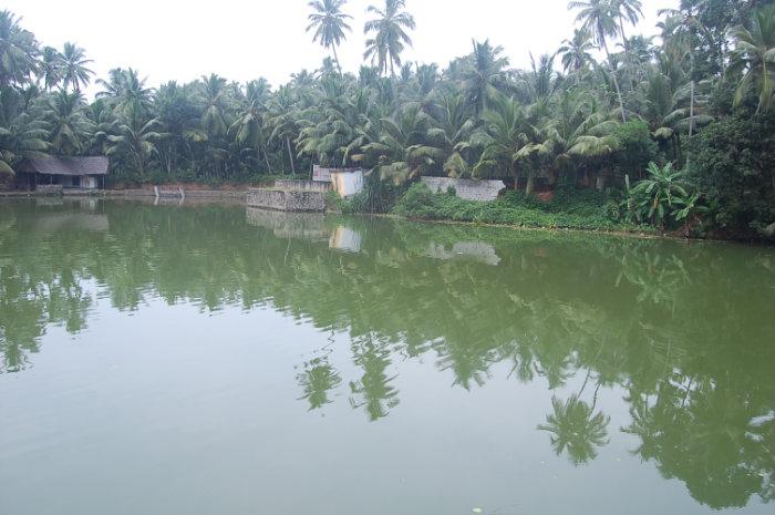 Maaranparambu kulam, Nadutheri