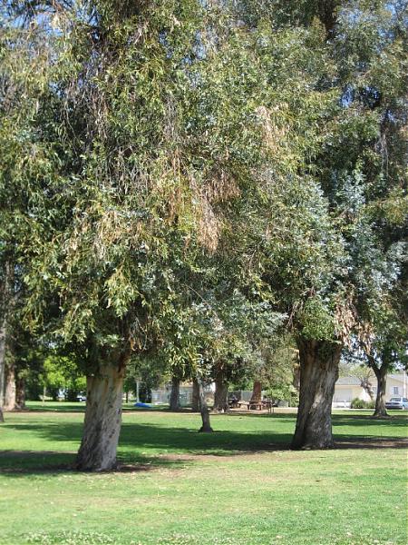 Shadow Ranch Park - Los Angeles, California