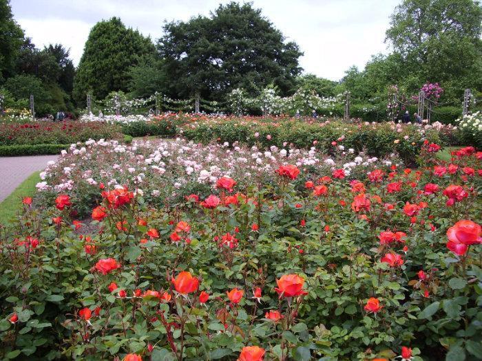 Rose Gardens - London