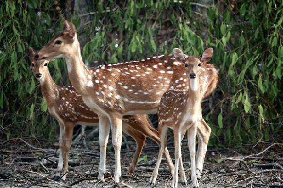 SUNDARBAN CHALUN Sundarban Tour -Hotel Mahamaya