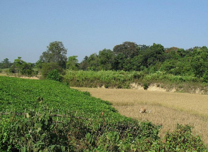 Small Tea Garden - NAHORANI