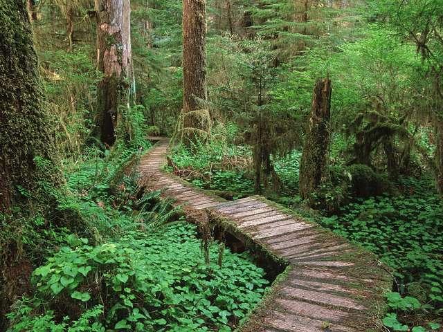 Carmanah Walbran Provincial Park