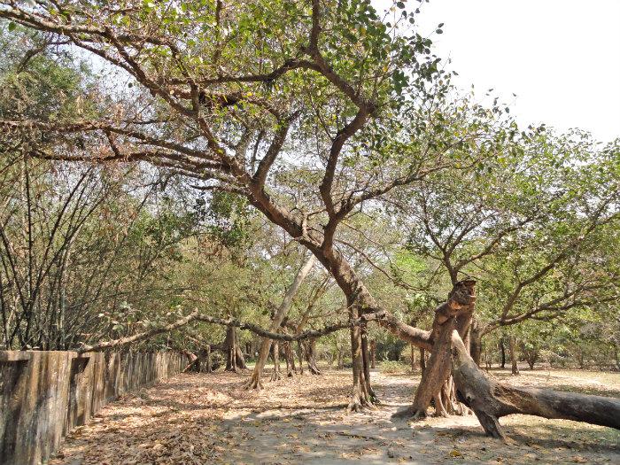 Biggest Banyan tree in Asia