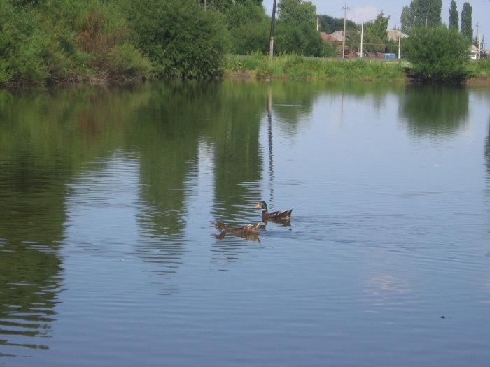 Александровка 4. Таловский район село Александровка. Село Александровка Воронежская область Таловский район. Чигла деревня Воронежская область. Река в с. новая Чигла Таловский.