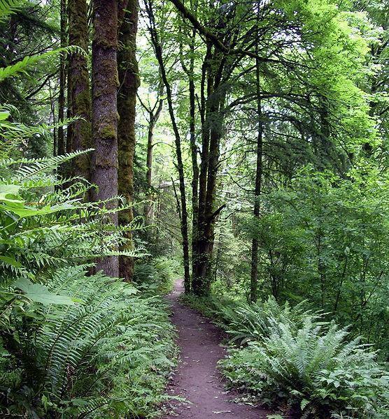 Forest Park - Portland, Oregon