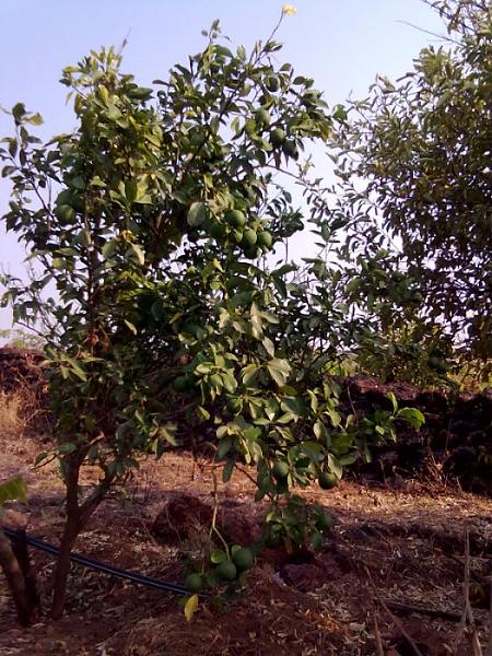 Sohum Plantation 1st Farm Alphonso Deogad Kunkeshwar