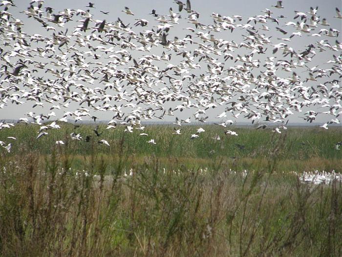 Anahuac National Wildlife Refuge | park, nature conservation park ...