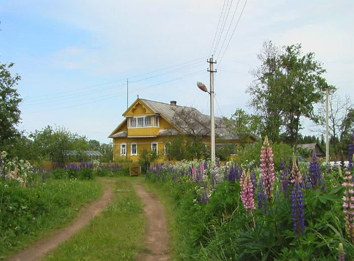 Лужское сельское поселение. Большие Сабицы Лужского района. Деревня большие Сабицы. Волошовское сельское поселение Лужского района.