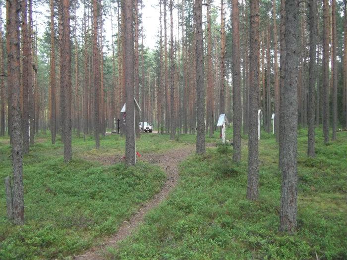 Урочище бор. Красный Бор (Карелия). Урочище красный Бор. Красный Бор Петрозаводск. Красный Бор кладбище.