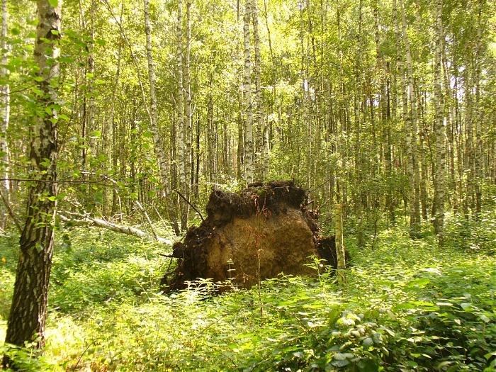 Урочище бор. Урочище Тесинский Бор. Урочище красный Бор. Лесное урочище. Урочище Кивилампи.