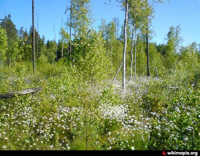 малиновый хутор уинское. болото мочаловское режевской тракт. белое болото 5. карелия царь болото. болото ламмин-суо.