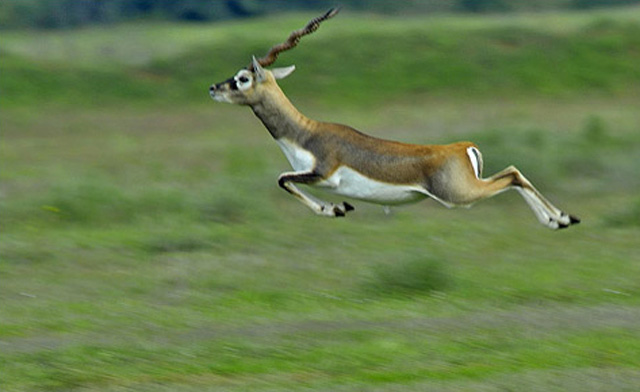 Ranebennur Blackbuck Deer Sanctuary | endangered species habitat ...