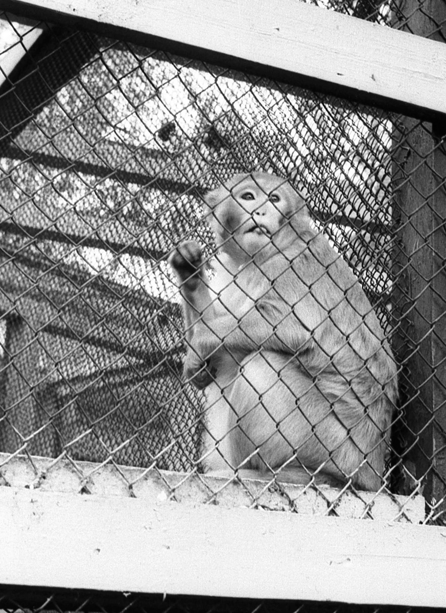 Monkey Riga Monkeys - Riga
