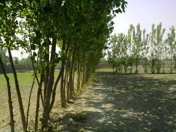 chinar trees side view